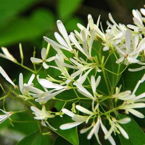 夜來香屬|夜来香（夹竹桃科夜来香属植物）